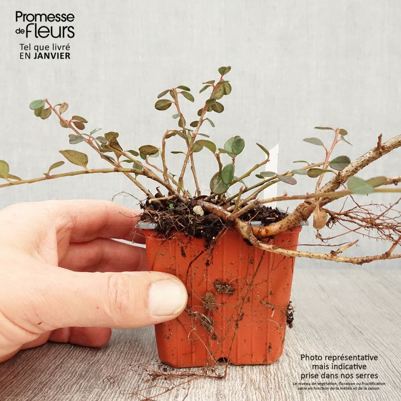 Spécimen de Cotoneaster procumbens Queen of Carpets Godet de 8/9 cm tel que livré en hiver