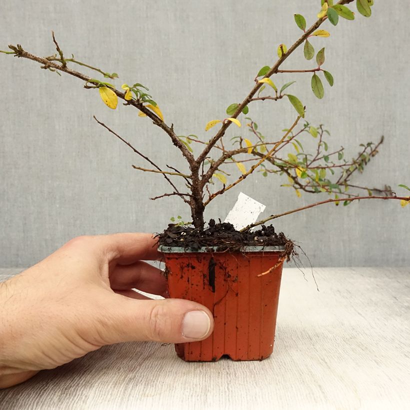 Spécimen de Cotonéaster suecicus Skogholm Godet de 8/9 cm tel que livré en automne
