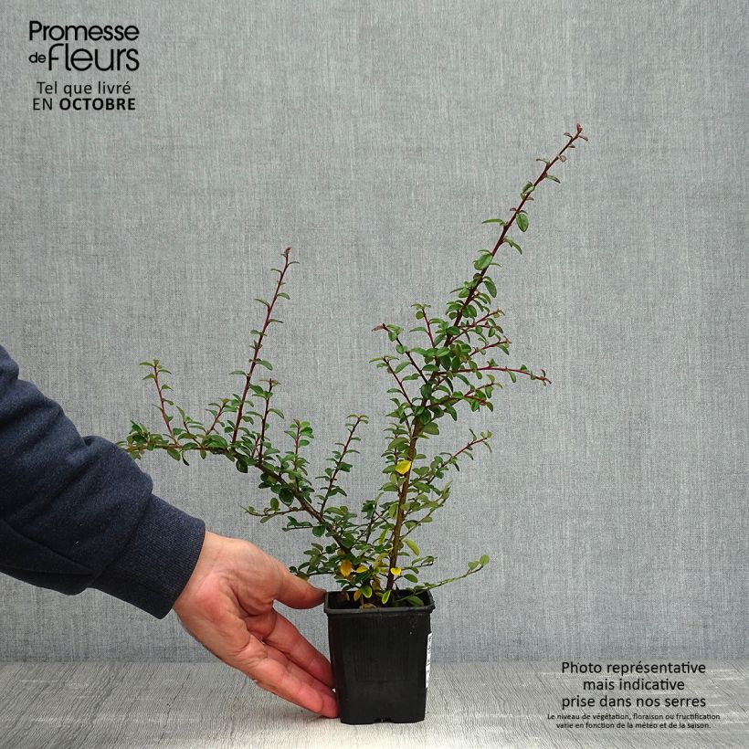 Spécimen de Cotoneaster suecicus Coral Beauty Godet de 8/9 cm tel que livré en automne