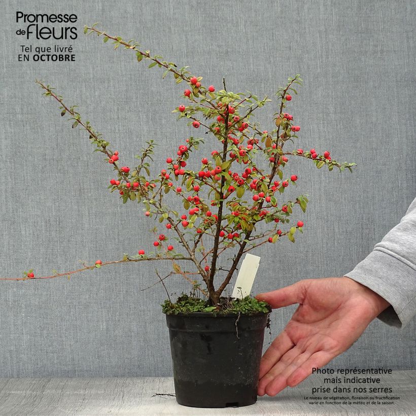 Spécimen de Cotoneaster suecicus Coral Beauty Pot de 1L/1,5L tel que livré en automne