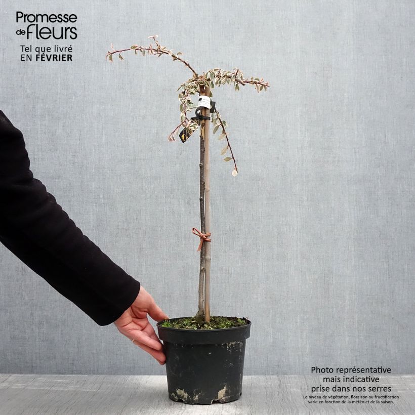 Spécimen de Cotoneaster suecicus Juliette Pot de 4L/5L, Tige de 60 cm tel que livré en hiver
