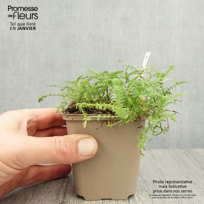 Spécimen de Cotula hispida - Leptinella Godet de 8/9 cm tel que livré en hiver