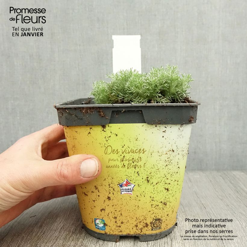 Spécimen de Cotula hispida - Leptinella Pot de 2L/3L tel que livré en hiver