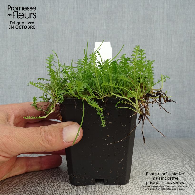 Spécimen de Cotule à bractées - Leptinella squalida Godet de 8/9 cm tel que livré en automne