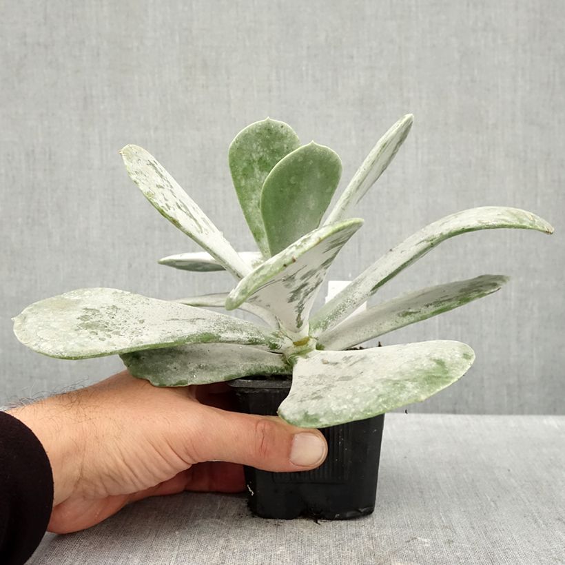 Spécimen de Cotyledon orbiculata Silver Dollar - Plante grasse Godet de 8/9 cm tel que livré en automne
