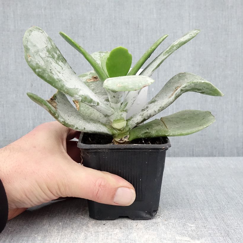 Spécimen de Cotyledon orbiculata Silver Dollar - Plante grasse Godet de 8/9 cm tel que livré en hiver