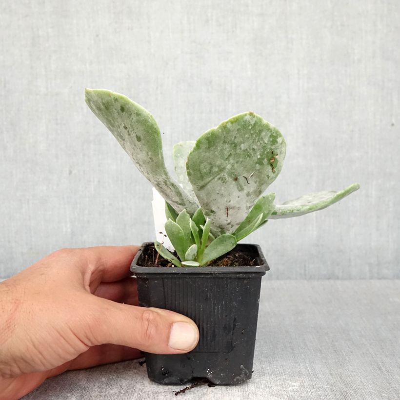 Spécimen de Cotyledon orbiculata Silver Dollar - Plante grasse Godet de 8/9 cm tel que livré au printemps