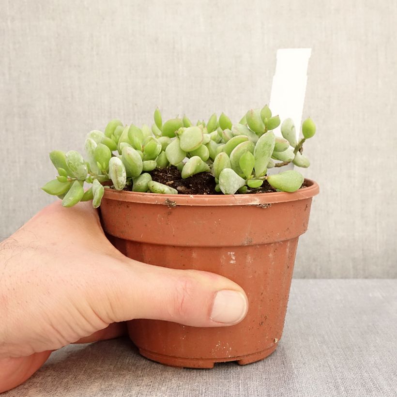 Spécimen de Cotyledon pendens - Cotylédon pendant Pot de 1L/1,5L tel que livré en hiver