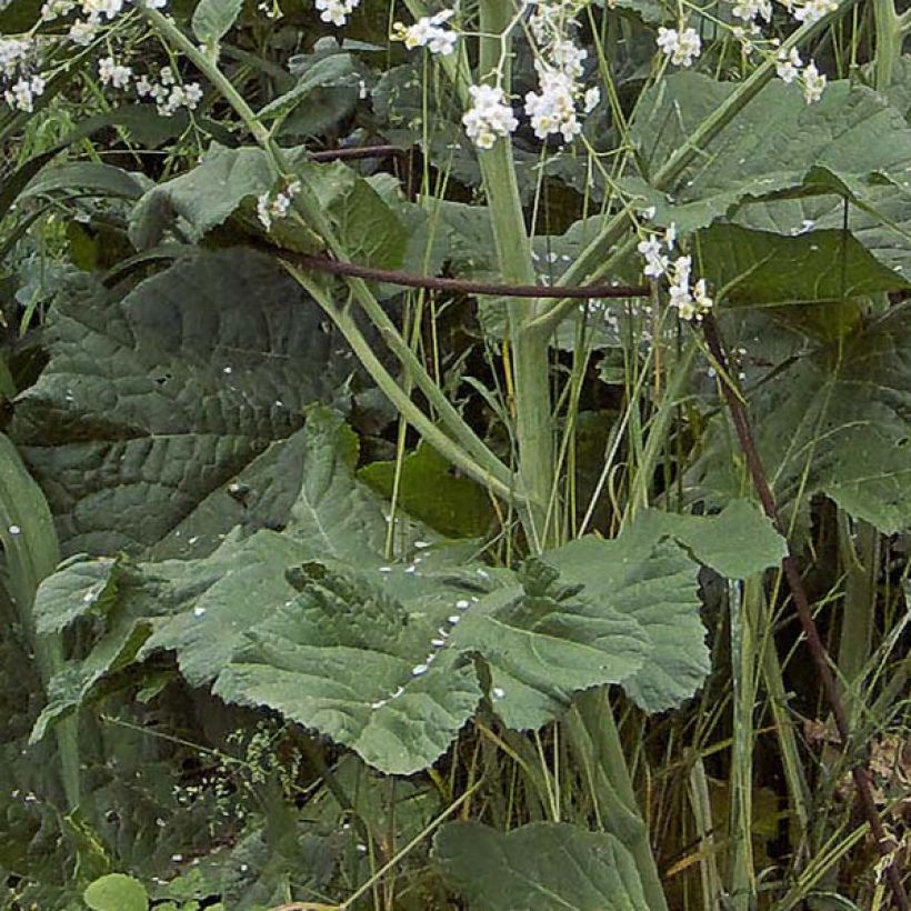 Crambe cordifolia - Chou nuage blanc (Feuillage)