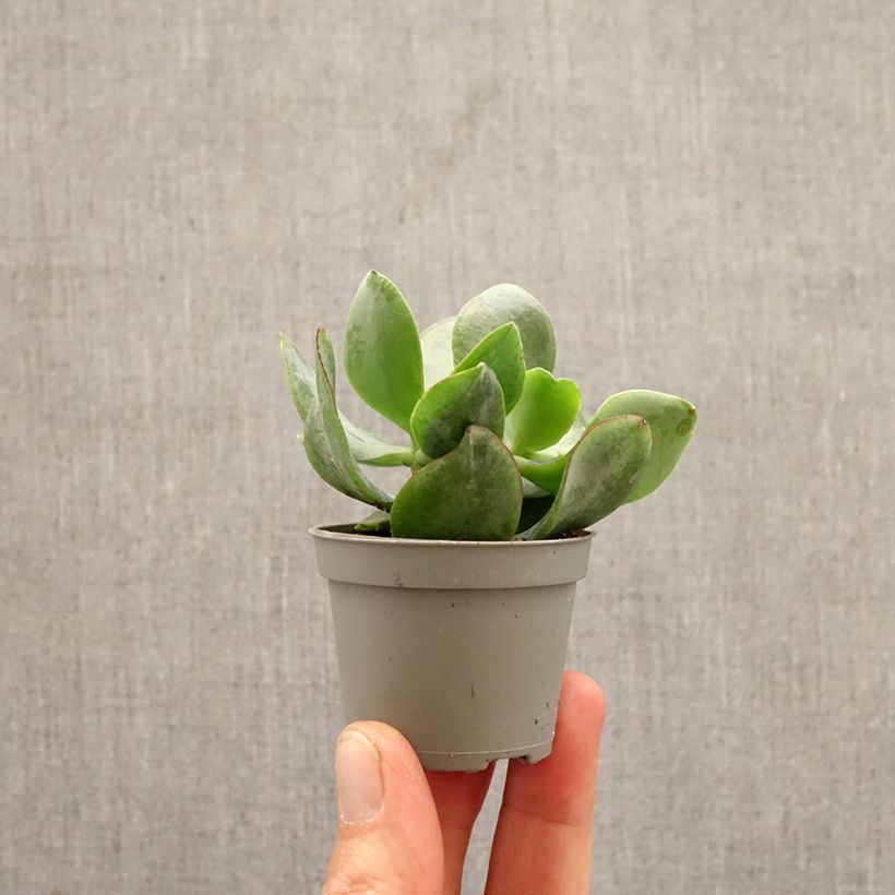 Spécimen de Crassula arborescens Curly Grey Mini-plante tel que livré au printemps