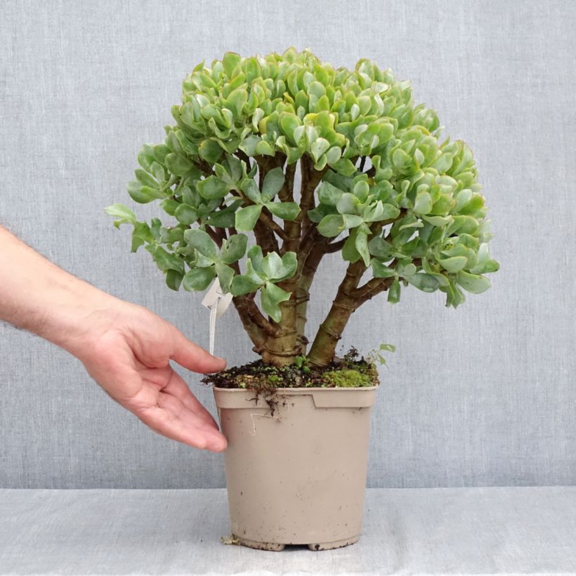 Spécimen de Crassula arborescens Curly Grey Pot de 3L/4L tel que livré en été