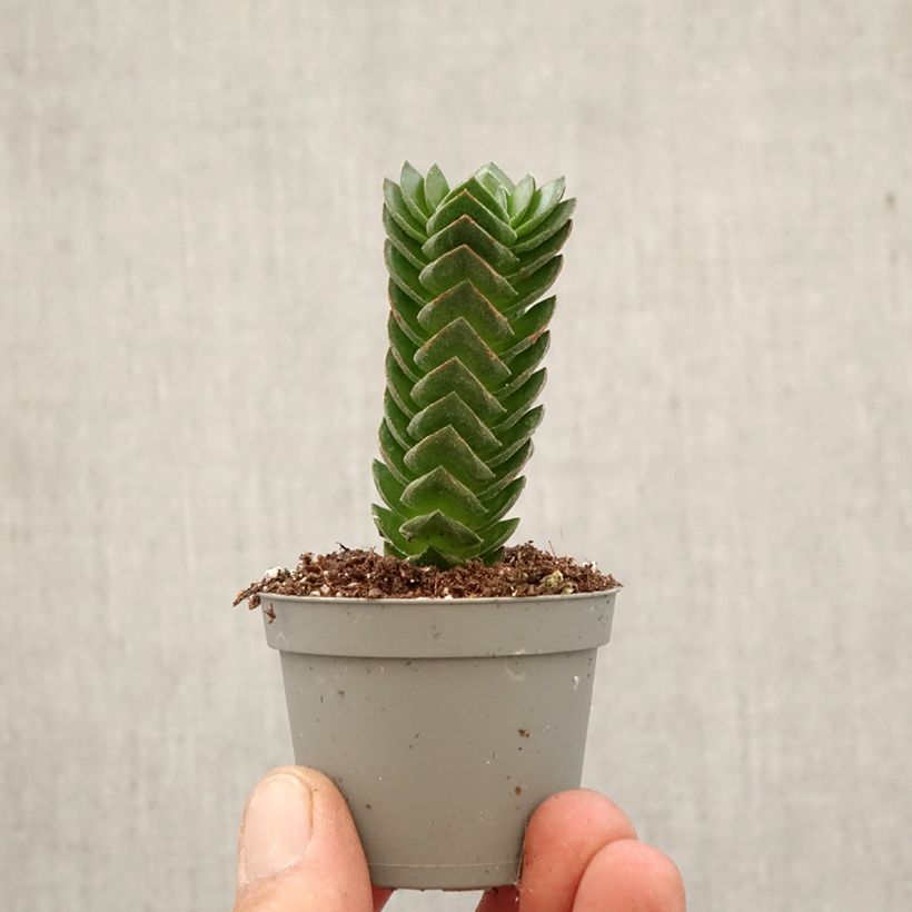 Spécimen de Crassula Buddha's Temple Mini-plante tel que livré au printemps