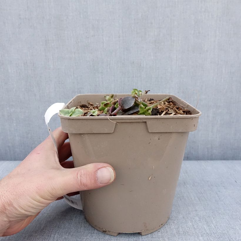 Spécimen de Crassula Desert Diamond Pot de 3L/4L tel que livré en hiver