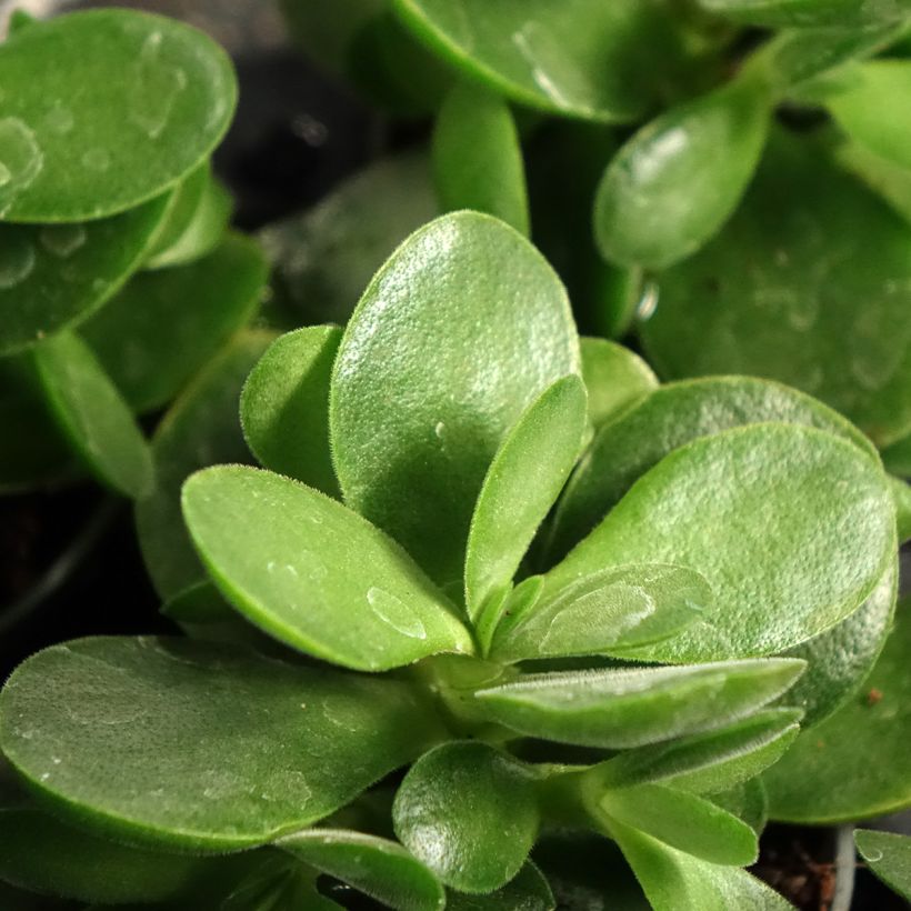 Crassula Money Maker - Arbre de Jade (Feuillage)