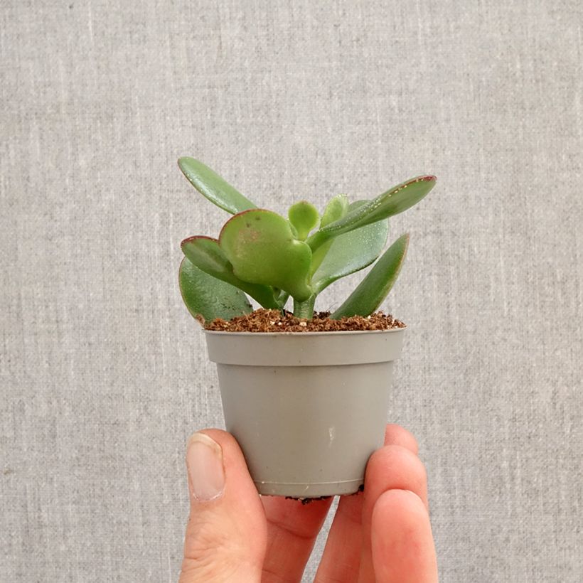 Spécimen de Crassula ovata - Arbre de Jade Mini-plante tel que livré au printemps