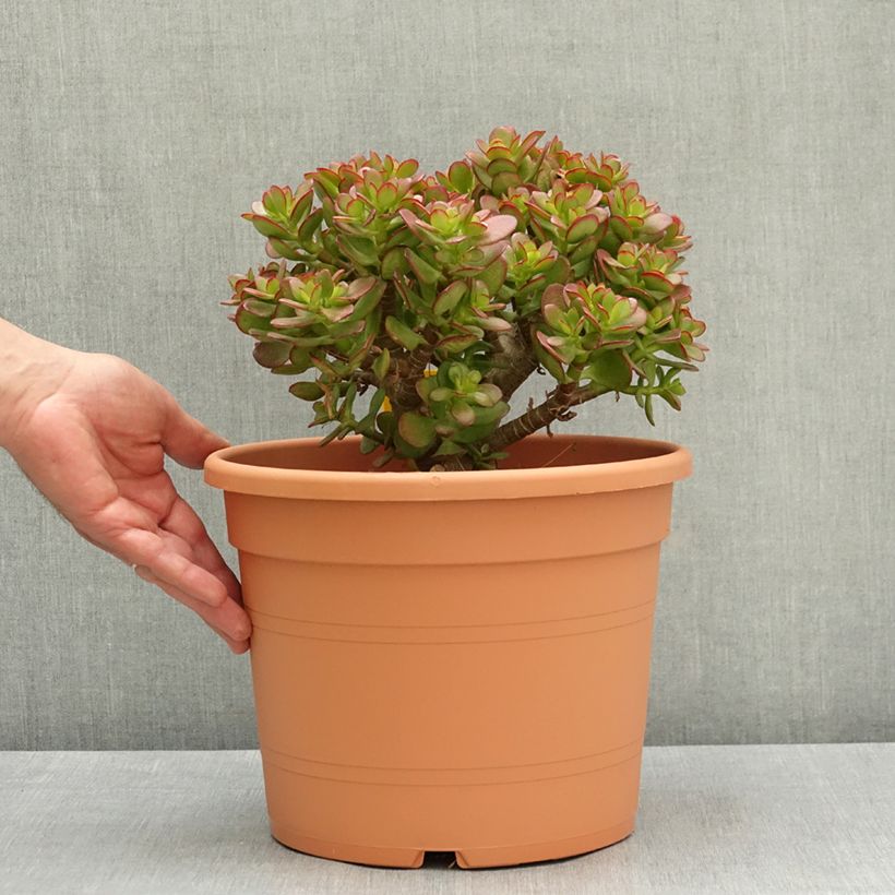 Spécimen de Crassula ovata - Arbre de Jade Pot de 7,5L/10L, 30/35 diamètre tel que livré au printemps