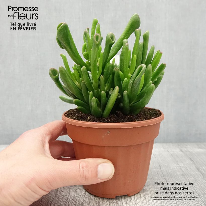 Spécimen de Crassula ovata Hobbit Pot de 12 cm / 13 cm tel que livré en hiver
