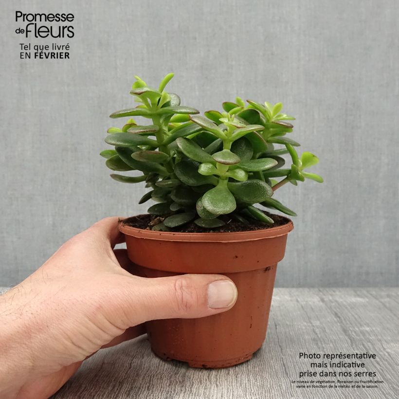 Spécimen de Crassula ovata Minor Pot de 1,5L/2L tel que livré en hiver