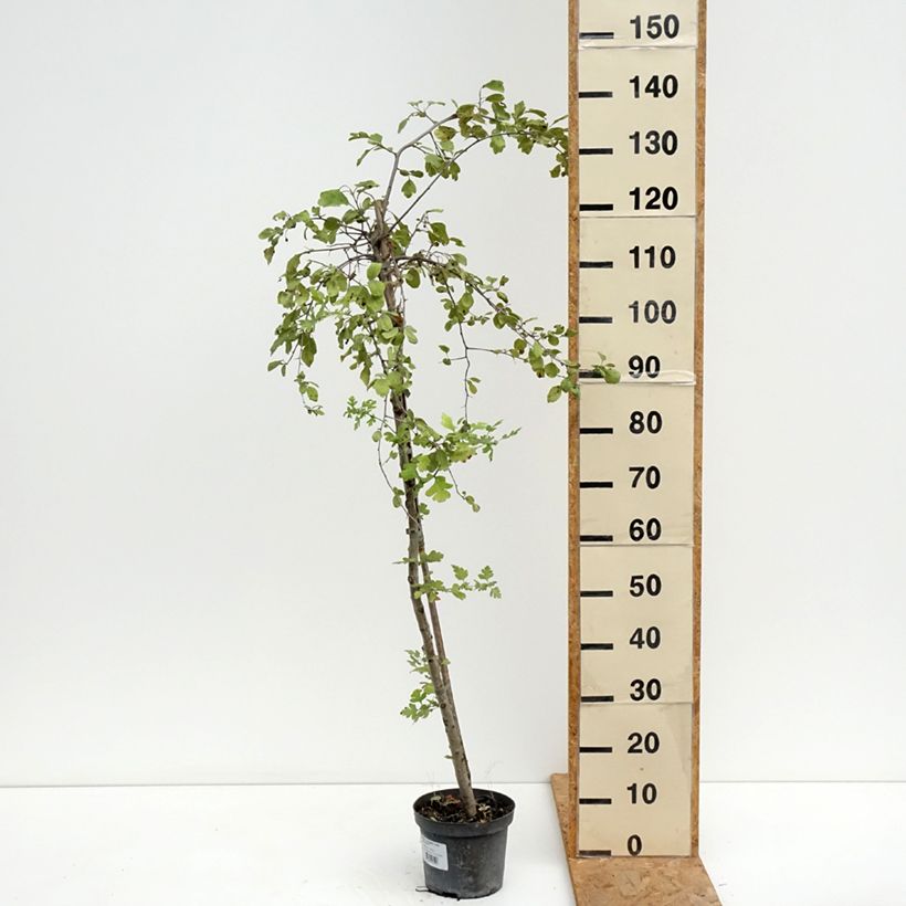 Spécimen de Crataegomespilus dardarii Jules d'Asnière Pot de 3L/4L, Tige tel que livré en été