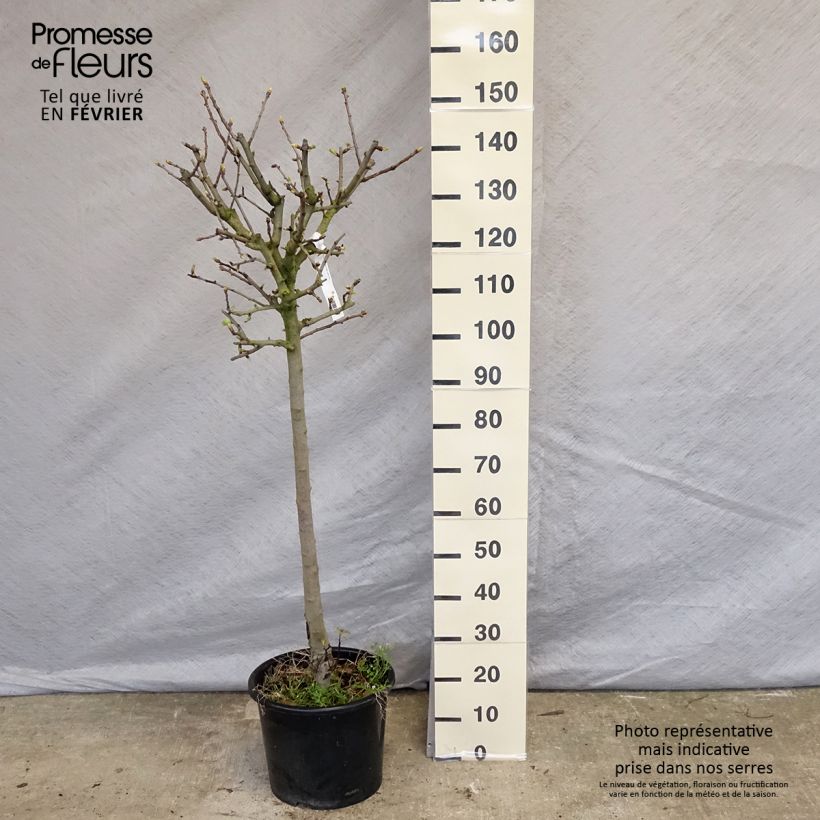 Spécimen de Crataegus azarolus - Azérolier Pot de 12L/15L, 1/2 tige tel que livré en hiver