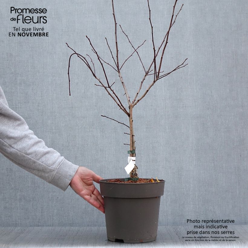 Spécimen de Crataegus crus-galli - Aubépine ergot de coq Pot de 6L/7L tel que livré en automne