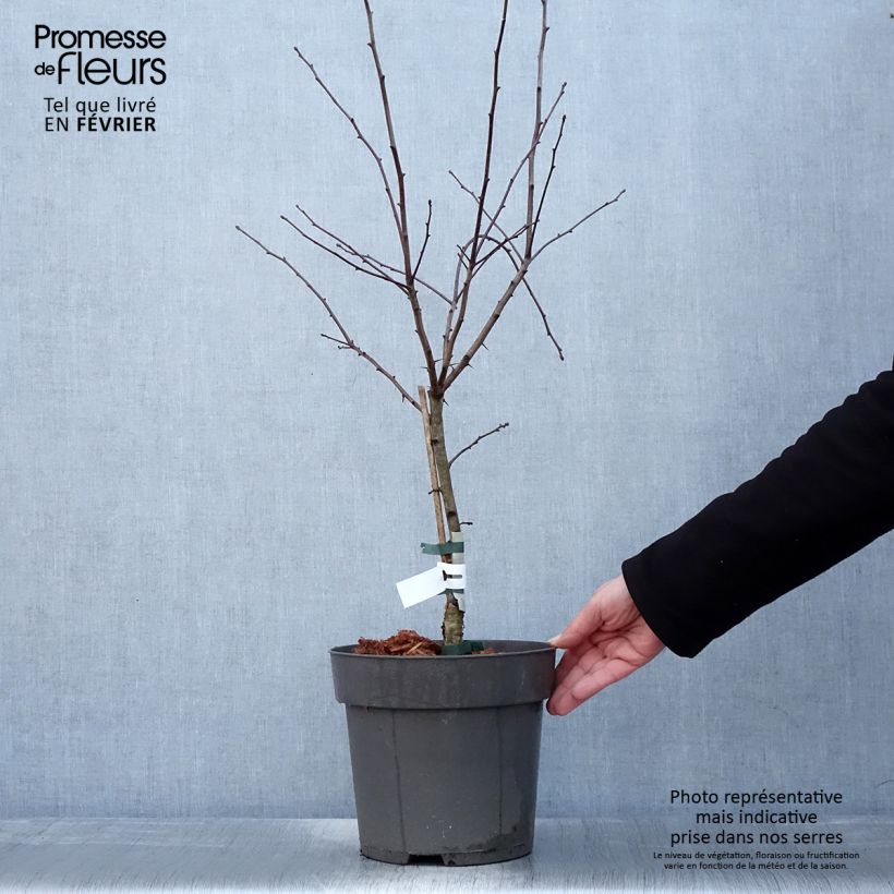 Spécimen de Crataegus crus-galli - Aubépine ergot de coq Pot de 6L/7L tel que livré en hiver