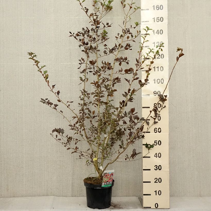 Spécimen de Crataegus grignonensis - Aubépine de Grignon Pot de 7,5L/10L tel que livré en automne