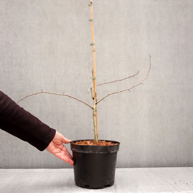 Spécimen de Crataegus laevigata Masekii - Aubépine lisse Pot de 4L/5L, Buisson tel que livré en hiver