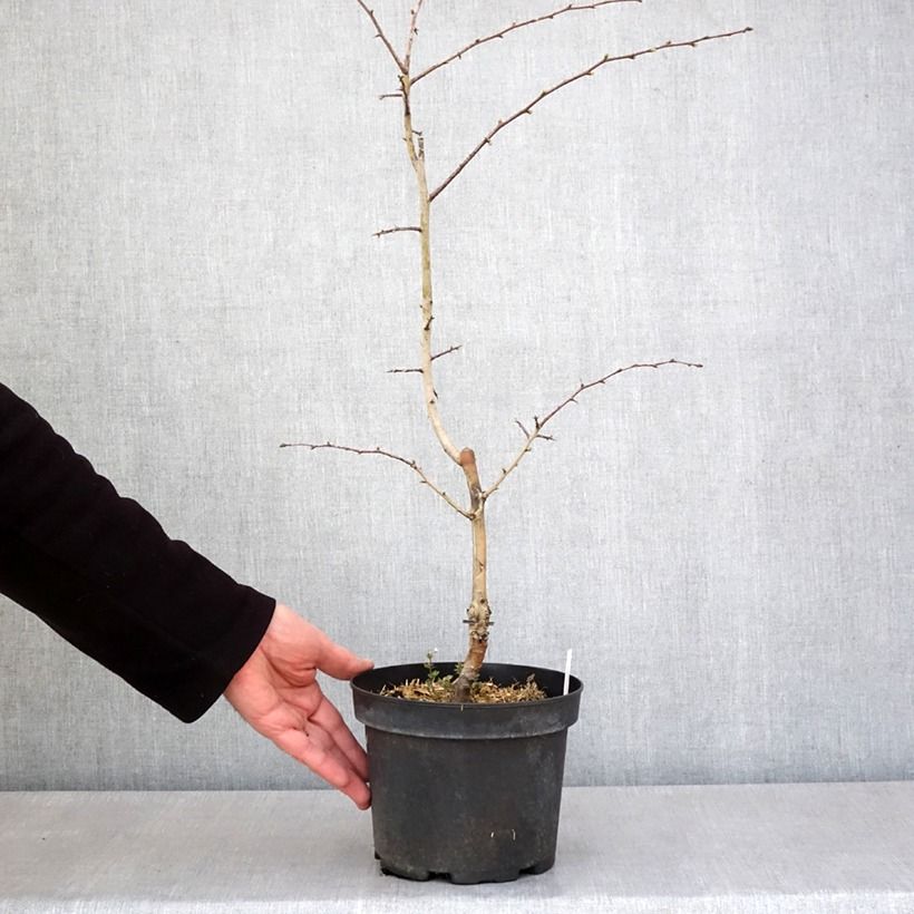 Exemplar von Crataegus laevigata Rosea Flore Pleno - Zweigriffliger Weißdorn Topf mit 3L/4L wie im Frühjahr geliefert
