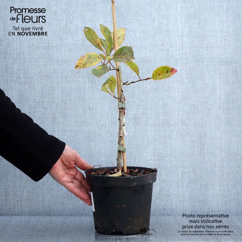 Spécimen de Crataegus lavallei Carrierei - Aubépine Pot de 3L/4L tel que livré en automne