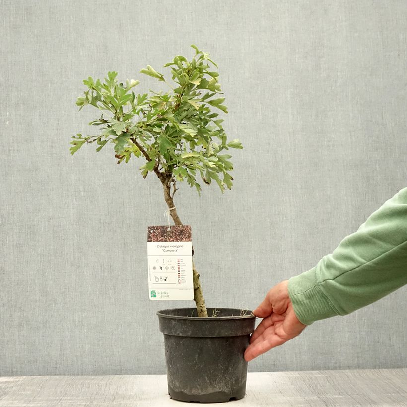 Spécimen de Crataegus monogyna Compacta - Aubépine monogyne Pot de 3L/4L tel que livré en été