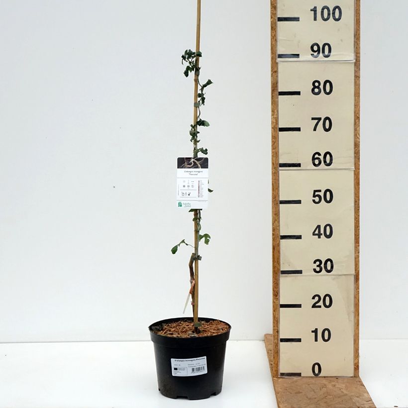 Spécimen de Crataegus monogyna Flexuosa - Aubépine monogyne Pot de 3L/4L tel que livré en automne