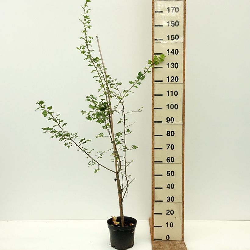 Spécimen de Crataegus monogyna Versicolor - Aubépine monogyne Pot de 3L/4L tel que livré en été