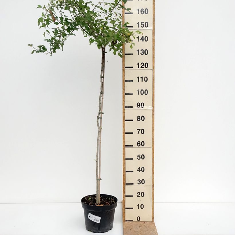 Spécimen de Crataegus x media (x laevigata) Gireoudii - Aubépine hybride Coupe 7,5L / 10L tel que livré en été
