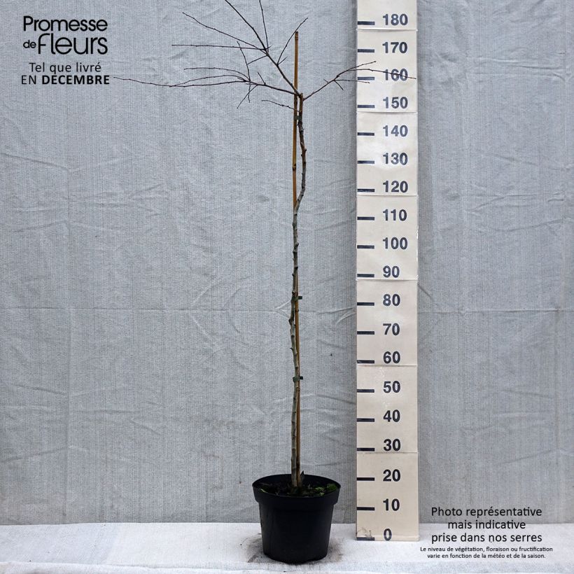 Spécimen de Crataegus x media (x laevigata) Gireoudii - Aubépine hybride Coupe 7,5L / 10L tel que livré en hiver