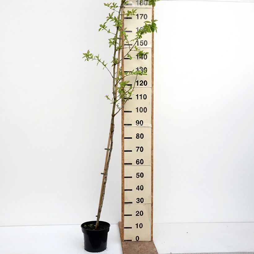 Spécimen de Crataemespilus grandiflora - Aubépine hybride Pot de 4L/5L, Tige tel que livré au printemps