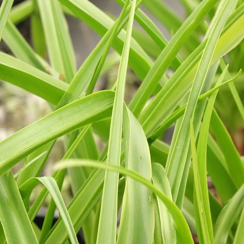 Crinum Powellii Rosea - Crinole de Powell Rose (Feuillage)
