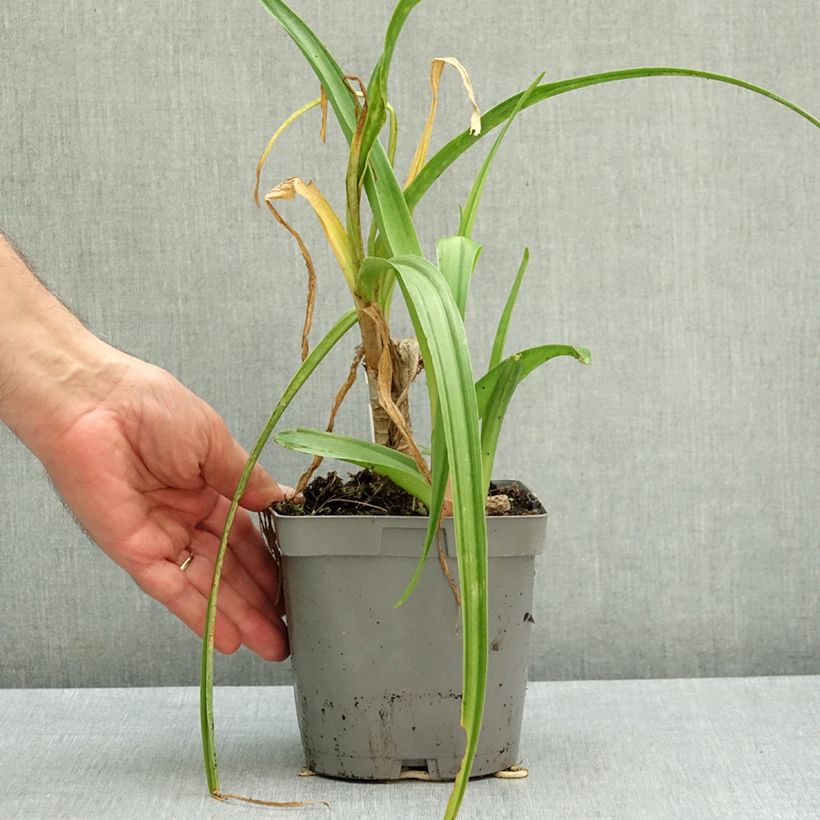Spécimen de Crinum Powellii Rosea - Crinole de Powell Rose Pot de 2L/3L calibre 24+ tel que livré en automne