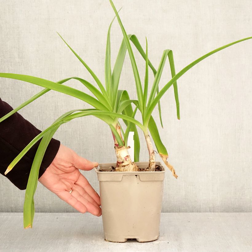 Spécimen de Crinum Powellii Rosea - Crinole de Powell Rose Pot de 2L/3L calibre 24+ tel que livré au printemps