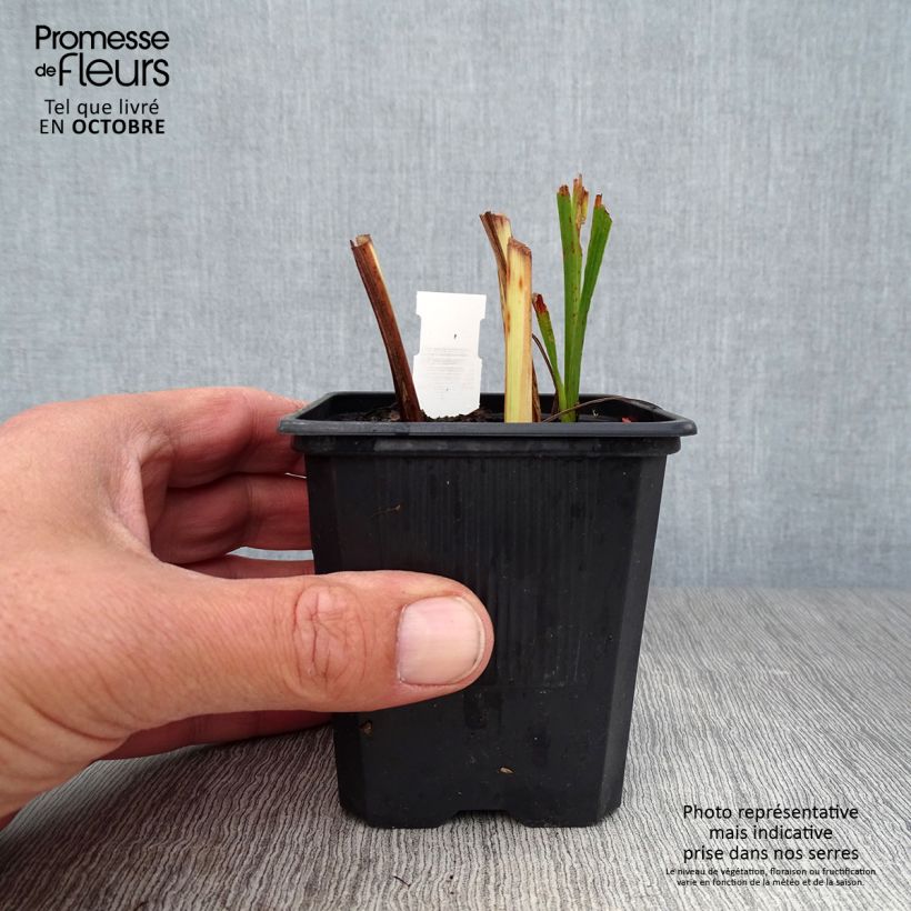 Spécimen de Crocosmia Babylon - Montbretia orange  Godet de 7/8 cm, Godet de 8 cm tel que livré en automne