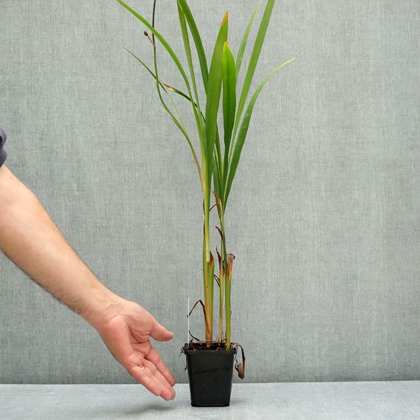 Spécimen de Crocosmia masoniorum -  Montbretia orange vif Godet de 8/9 cm calibre 8/10 tel que livré en été