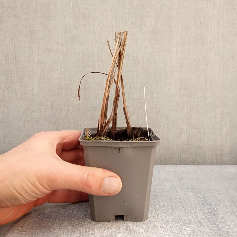 Spécimen de Crocosmia masoniorum -  Montbretia orange vif Godet de 8/9 cm calibre 8/10 tel que livré en hiver