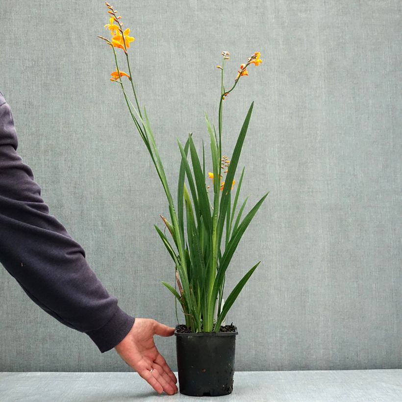 Spécimen de Crocosmia ou Montbretia Columbus Pot de 2L/3L calibre 7+ tel que livré en été