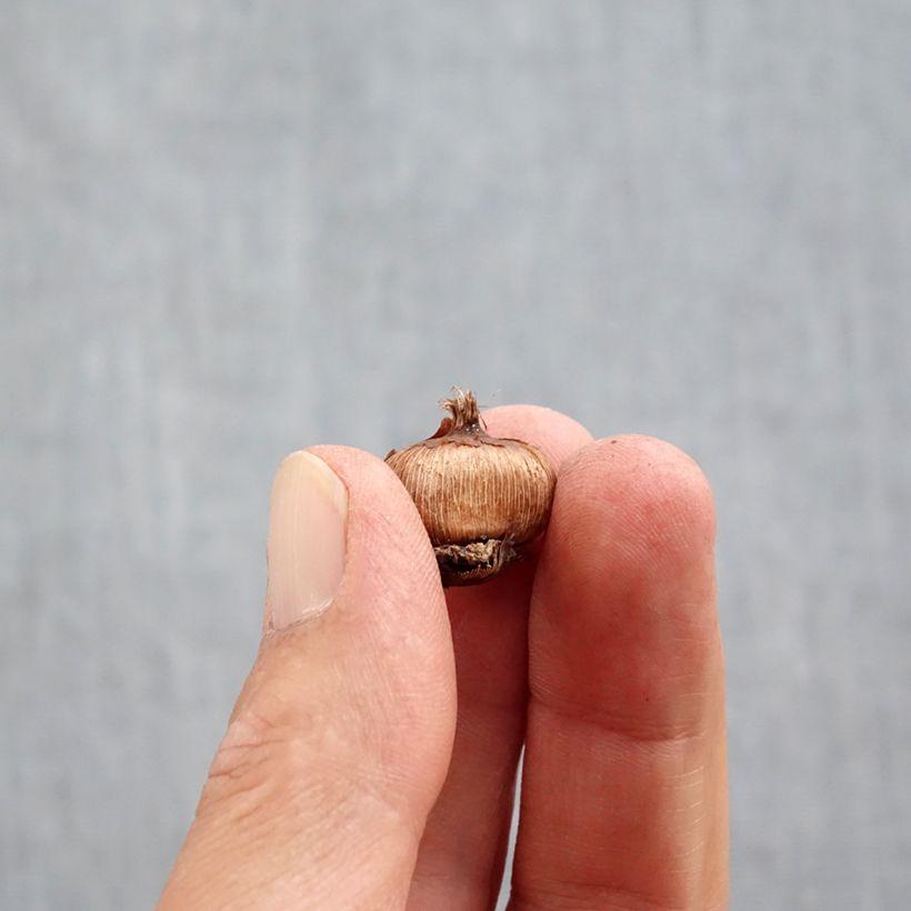 Spécimen de Crocus ancyrensis - Crocus d'Ankara Bulbe calibre 5+ tel que livré en automne