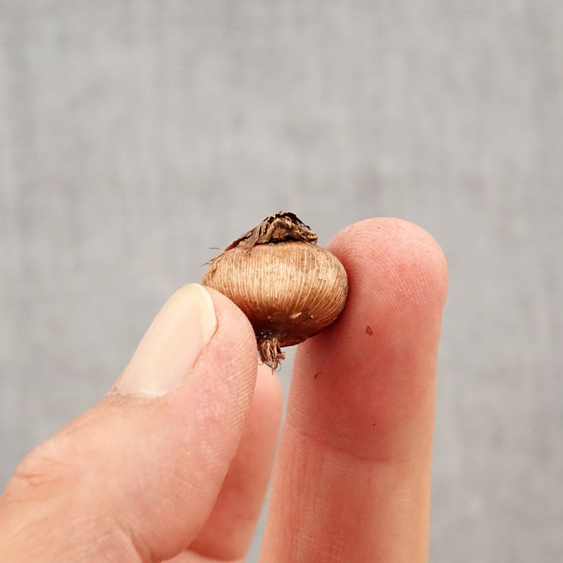 Spécimen de Crocus angustifolius Bulbe calibre 5+ tel que livré en automne