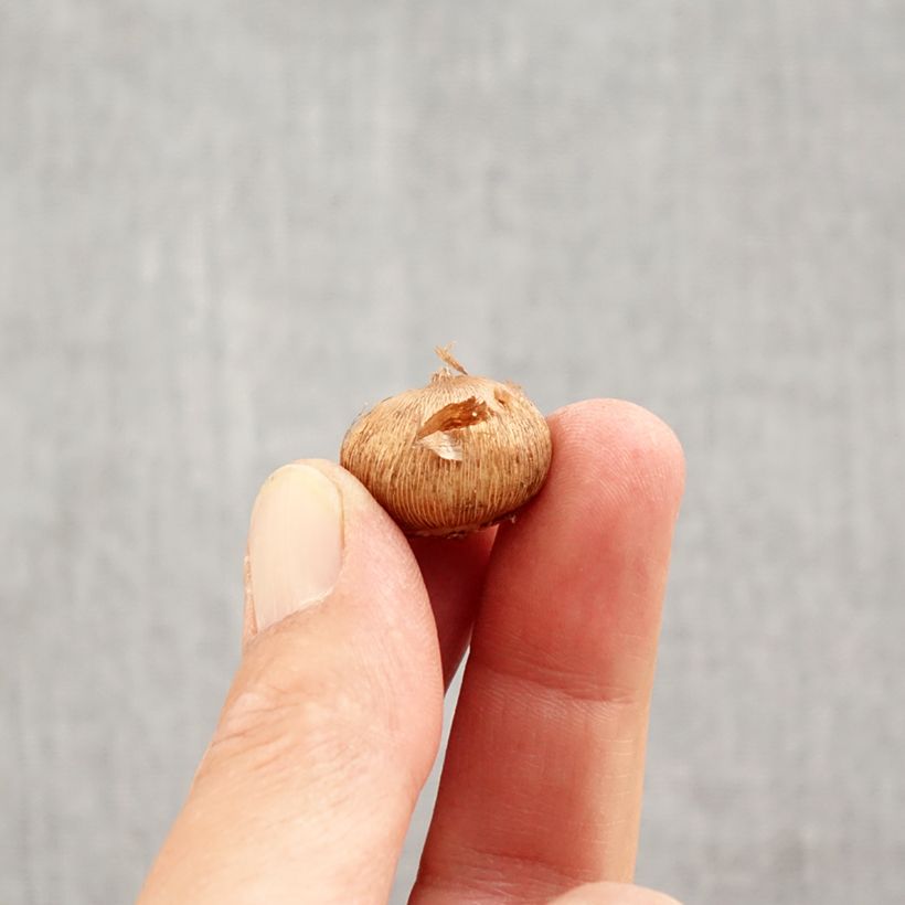 Spécimen de Crocus botanique laevigatus Fontenayi - Crocus d'automne Bulbe calibre 4+ tel que livré en automne