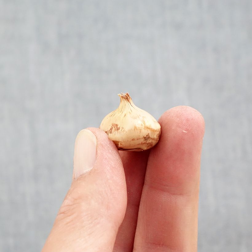 Spécimen de Crocus chrysanthus Snowbunting Bulbe calibre 5+ tel que livré en automne