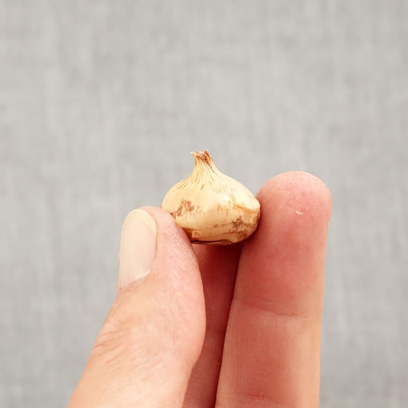 Spécimen de Crocus chrysanthus Zwanenburg Bronze Bulbe calibre 5+ tel que livré en automne