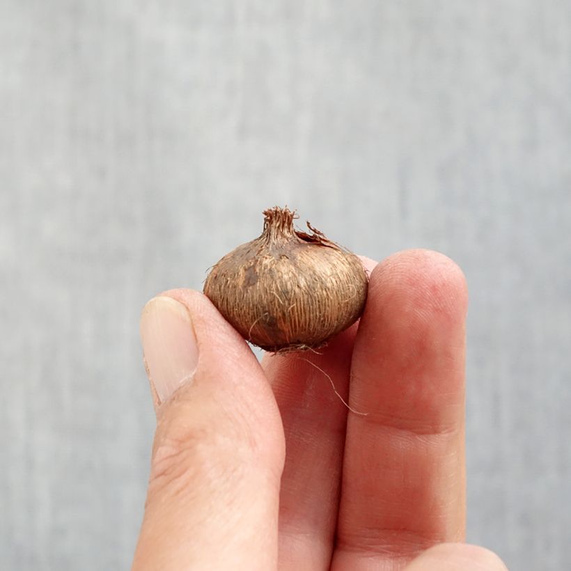 Spécimen de Crocus Mammouth Jeanne d'Arc Bulbe calibre 8+ tel que livré en automne