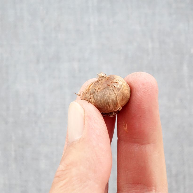 Spécimen de Crocus Orange Monarch Bulbe calibre 5+ tel que livré en automne